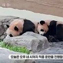 의견차 심각해보인다는 강바오와 후이바오...