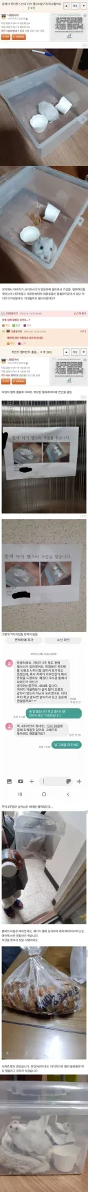 집에서 쥐가 나왔는데 햄서터 같아