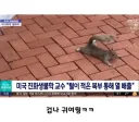 람쥐의 여름 버티기