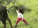 장난치는 짝은 주인에게 선 안넘으면서 무력 행사하는 소.gif