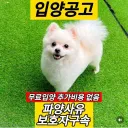 어쩔 수 없는 강아지 파양 사유