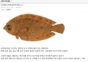 눈 돌아가서 살아남은 광어의 진화.jpg
