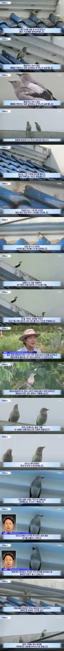 평범한 새인 줄 알았는데...국내 첫 기록이었다