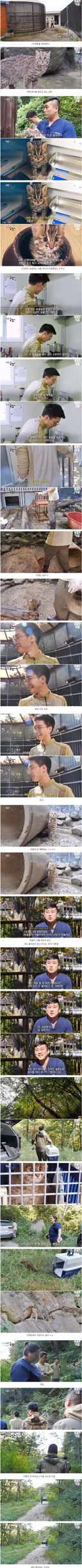 어린 칡을 방생하는 수의사들.jpg