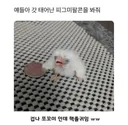 갓 태어난 피그미팔콘