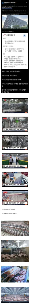 중국 돼지 공장.jpg