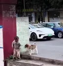 꼬집사 암살 성공한 댕댕이