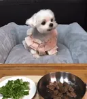 강아지에게 고기를 주는 척 하며 야채를 먹였더니...