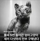 모성애 끝판왕 고양이