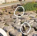 사람들이 고양이 행동을 보고 소리 지른 이유?