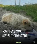 국토대장정 20km 끝까지 따라온 유기견