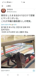 [혐] 오키나와에서 환기하려고 문 열었더니 벌레 들어옴.jpg