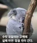 수컷 코알라는 고백에 실패하면 잠을 자러 간다