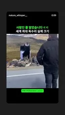 세계 최대 독수리 크기.mp4