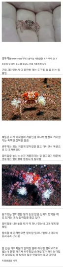 아이템에 의지해서 사는 생물.jpg