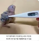 직장인들 병가내는법 알려준다.gif