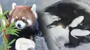 서울대공원 레서판다 '리안', 엄마 됐어요국내 최초 자연번식
