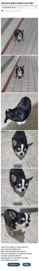 길잃은 뚱쭝 치와와 주인 찾아준 개드립인