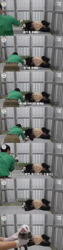 송바오가 아예 방사장 안으로 들어가서 애기바오 데려가는데 미동도 없는 아이바오🐼