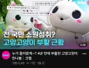 지방마스코트 goat 귀환