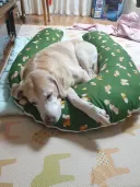 늑대의 후예.