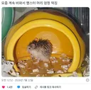 요즘 계속 비와서 햄스터 머리 엄청 떡짐