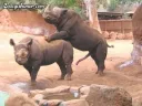 코뿔소 고추
