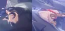 젠레스)선브링어 등 상처가 있구나