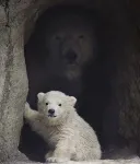 새끼 곰이 귀엽다고 만지려들면 안되는 이유.jpg