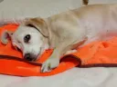 우리집 댕댕이 나 닮아서 못생김