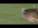 어질리티(Agility)] 상위 0.1프로급 포메라니안.mp4