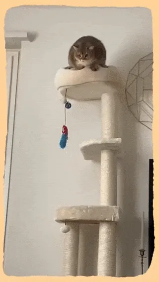 귀여운 고양이 움짤