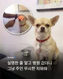 실명한 줄 알고 병원 간 강아지 주인