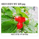 세종과 문종의 앵두 일화
