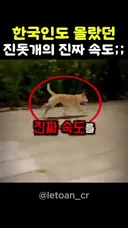 한국인도 몰랐던 진돗개의 속도