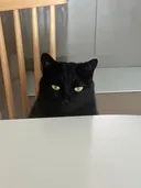 우리집 괭이 귀여운점(+사진추가)