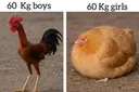 남자 여자 60kg 체감