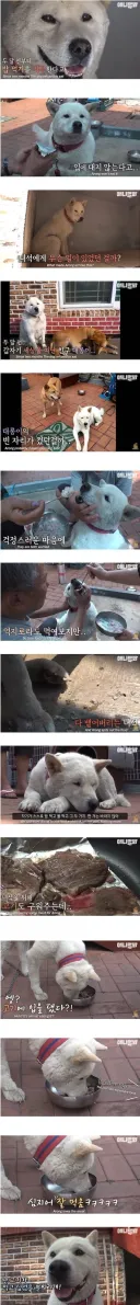 친구가 죽자 밥을끊은 멍뭉이의 사연