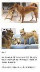 진돗개랑 상성이 안 맞는다는 견종.jpg