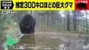 홋카이도에서 찍힌 300kg 불곰