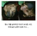 평소 개를 싫어했던 아내가 보여준 사진.jpg