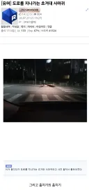 도로를 지나가는 초거대 사마귀