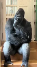 짝과의 불화가 있다는 일본 동물원 고릴라