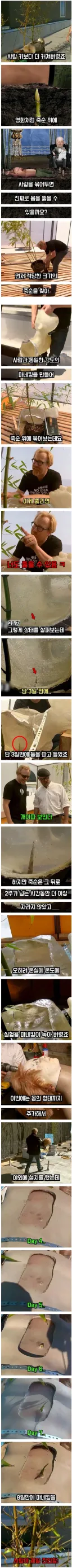 죽순 고문 가능 한지 실험 해 봄