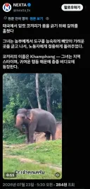 인간이 만들어준 도구를 쓸줄 아는 동물