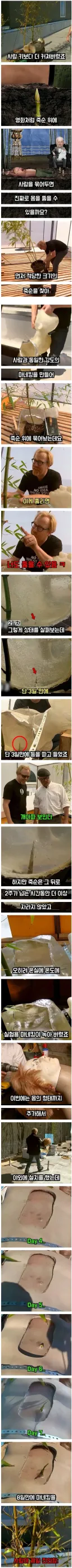 대나무 죽순 고문 실제로 가능할까?.jpg