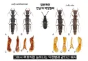 곤충) 학명이 짓는게 장난이야?