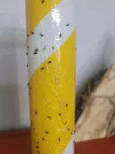 초파리 트랩 사용 후기