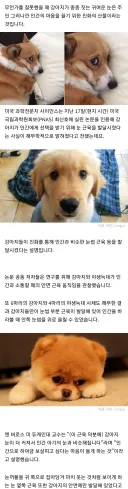 개가 동물중에서도 유독 표정이 발달한 이유.jpg