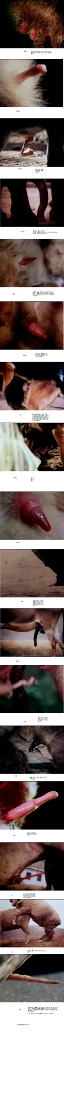 여러 동물들의 고추